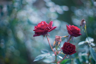 Close-up of red rose