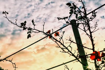 Low angle view of tree against sky