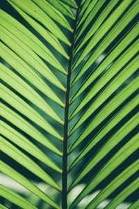 Full frame shot of palm leaves