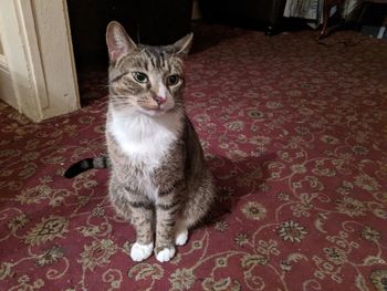 Portrait of cat sitting on floor at home