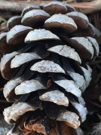 Close-up of stack of firewood