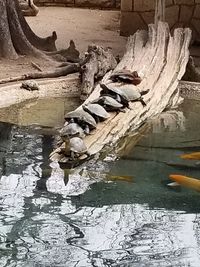 Aerial view of driftwood in lake