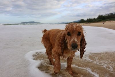 Portrait of dog on beach against sky during winter