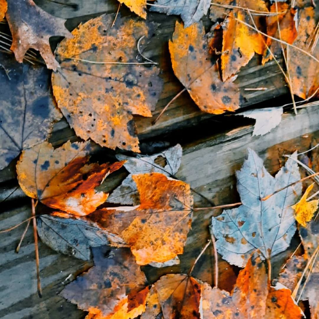 HIGH ANGLE VIEW OF AUTUMN LEAVES ON METAL