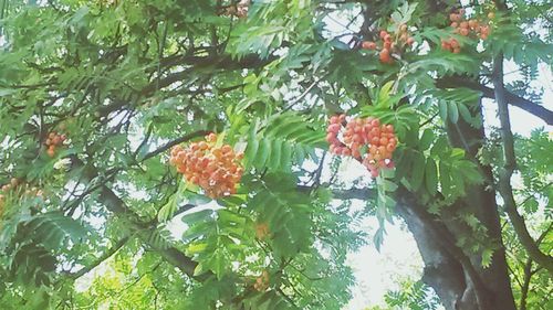 Low angle view of trees
