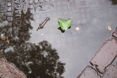 High angle view of wet leaves in puddle on street