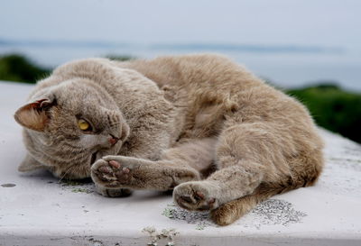 Close-up of a cat lying on the ground