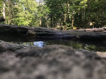 Surface level of stream in forest