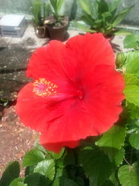 Close-up of red hibiscus blooming outdoors