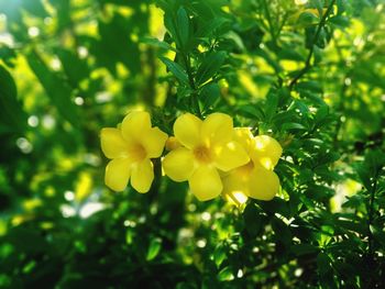 Close-up of yellow flowering plant