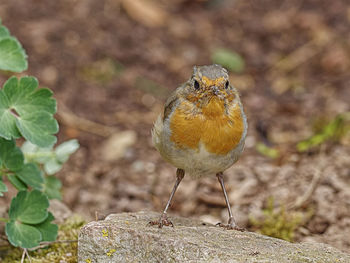 Close-up of a bird perching on a field