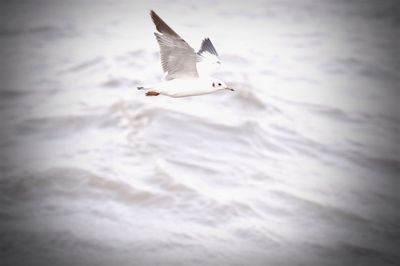 Close-up of seagull flying over water