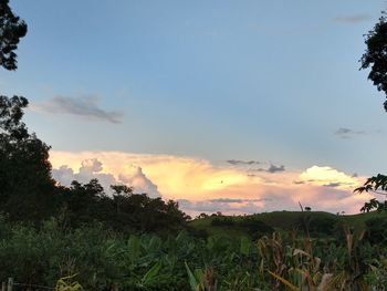 Low angle view of trees against sky during sunset