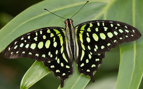 Close-up of butterfly on plant