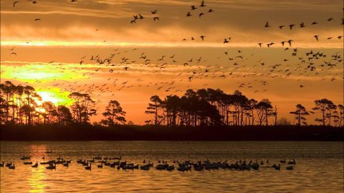 Flock of birds in water at sunset