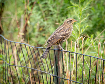 Close-up of a bird perching on a fence