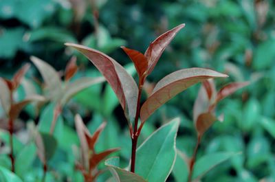 Close-up of green leaves on plant