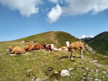 Cows on an austrian alp