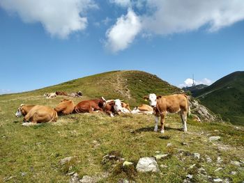 Cows on a field