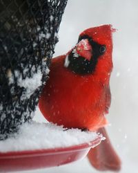 Close-up of ice cream in snow