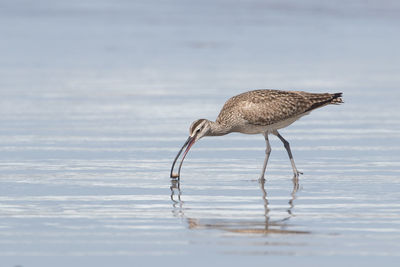 Bird in sea against sky