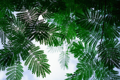 Low angle view of trees