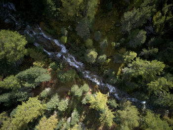 Scenic view of waterfall in forest