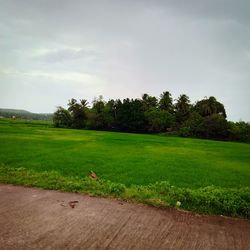 Scenic view of trees on field against sky