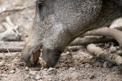 Close up of a wild boar 