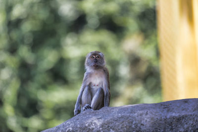 Monkey on the hill of  hua hin