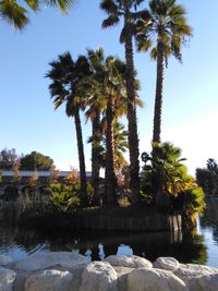 Palm trees by sea