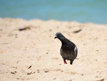 Close-up of pigeon on beach