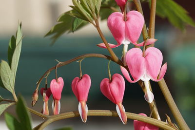 Close-up of pink flowering plant