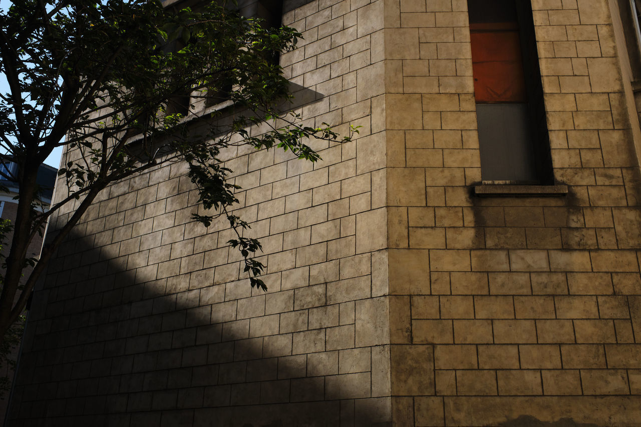 LOW ANGLE VIEW OF TREE AND BUILDING IN CITY