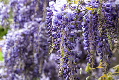 Close-up of purple lavender flowers blooming outdoors