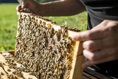 Midsection of man holding bees on honey comb at field