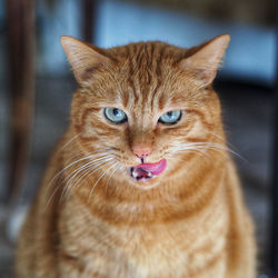 Funny close-up of cat pulling out tongue