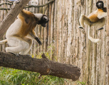 View of a monkey on branch