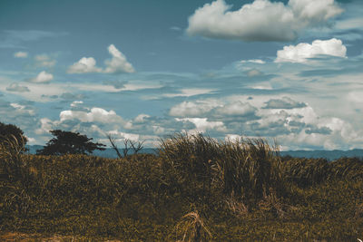 Plants on field against sky