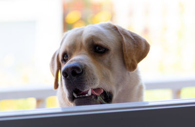 Close-up of dog looking through window