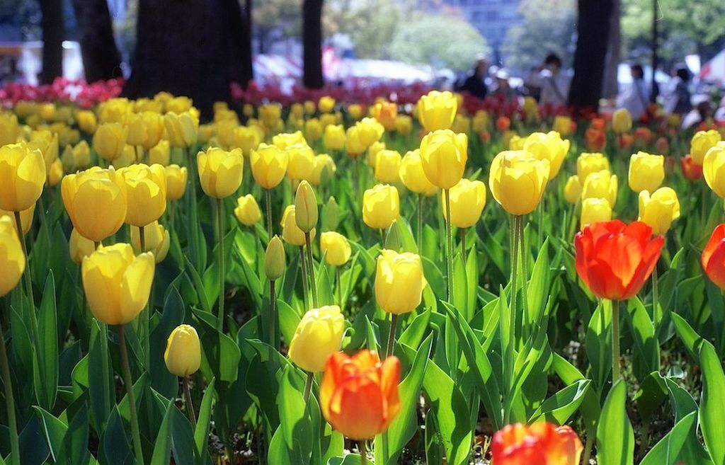 flower, freshness, tulip, fragility, growth, petal, beauty in nature, yellow, abundance, blooming, flower head, field, nature, flowerbed, plant, park - man made space, in bloom, focus on foreground, multi colored, outdoors