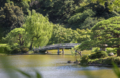 Upper pond's wooden bridge and the forests of the japanese garden of gyoen park in early summer.