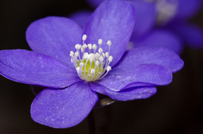 Close-up of purple water lily against black background