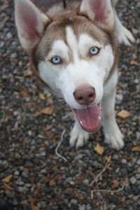 High angle portrait of dog on ground