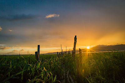 Scenic view of field against sky during sunset