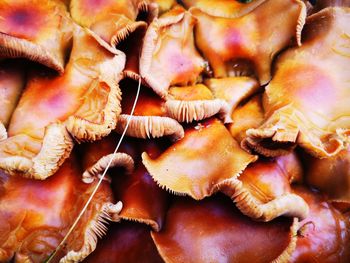 Full frame shot of mushrooms