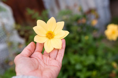 Close-up of hand holding yellow flower