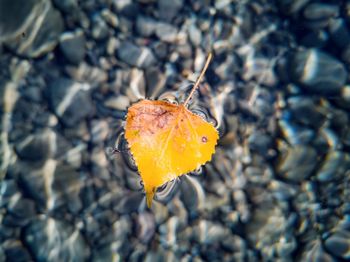 Close-up of yellow autumn leaves