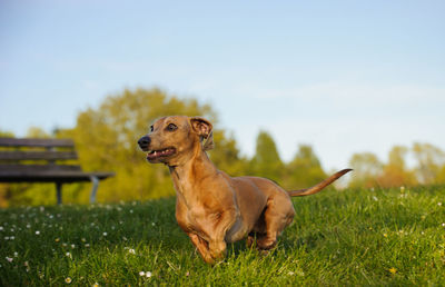 Close-up of dog running over grass field