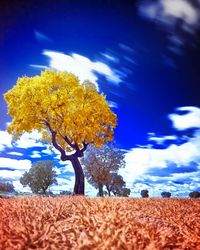 Low angle view of trees on field against blue sky